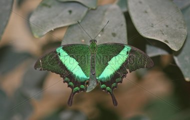 Emerald Swallowtail on leaf in a greenhouse rearing France