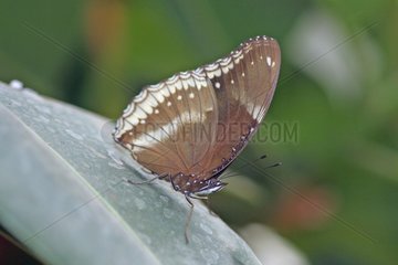 Great Eggfly on leaf in a greenhouse rearing France