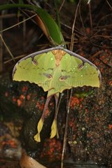 African Moon Moth in a greenhouse