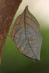 Oak Leaf butterfly on bark in a greenhouse