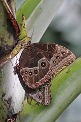 Morpho achilles mating in a greenhouse