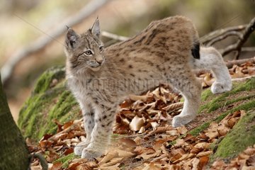 Eurasian Lynx in NP Bayerischer Wald Germany