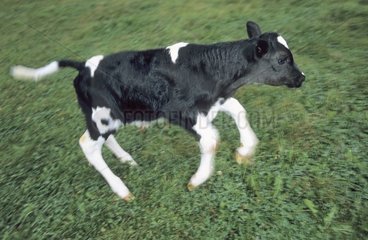 New-born calf taking its first steps staggering France