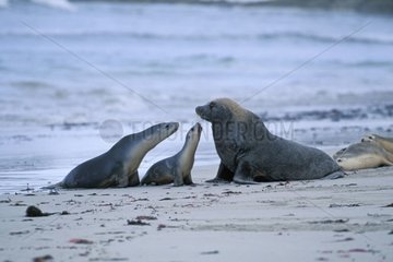 Female and young Australian Sea Lion meeting a male