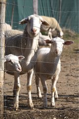 Sheep and lambs behind a fence