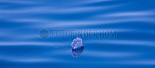 Portuguese Man O'war floating on the surface Azores