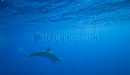 Bottlenose Dolphin swimming under the surface Azores