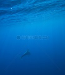 Bottlenose Dolphin swimming under the surface Azores