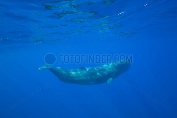 Sperm whale swimming under the surface Azores