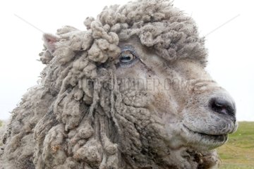 Portrait of a sheep on Pebble Island in the Falklands