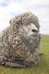 Portrait of a sheep on Pebble Island in the Falklands