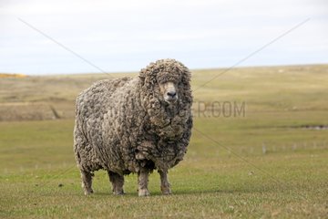 Domestic sheep on Pebble Island in the Falklands