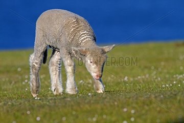 Lamb on Pebble Island in the Falklands