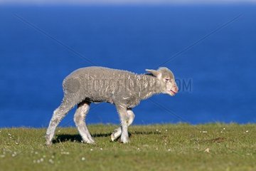 Lamb on Pebble Island in the Falklands