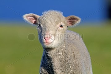 Portrait of a Lamb on Pebble Island in the Falklands