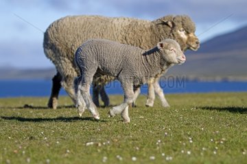Sheep and Lamb on Pebble Island in the Falklands
