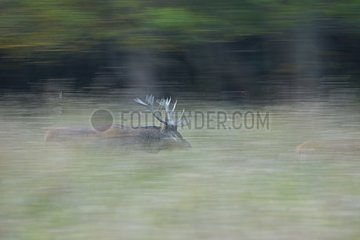 Male red deer running in the tall grass Spain