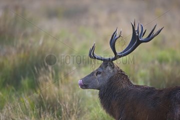 Portrait of Male red deer in the tall grass Spain
