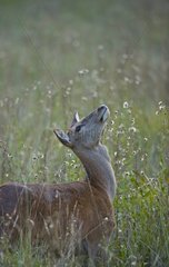 Fermale red deer in the tall grass Spain