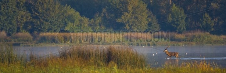 Male red deer standing in a forest pond Spain