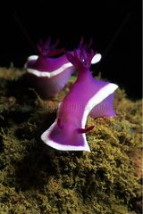 Purple Nudibranches crawling on Corals Maldives