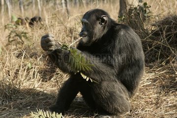 Chimpanzee eating a sheet Zambia