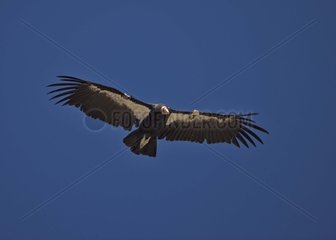 Male California Condor soaring USA