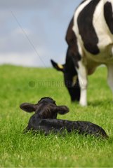 Holstein Cow and Calf Connemara Ireland