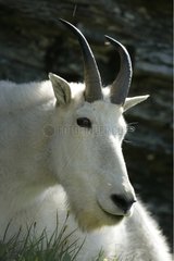 Portrait of a male Mountain Goat Montana USA