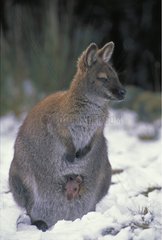 Red-necked Wallaby female and joey in snow Tasmania