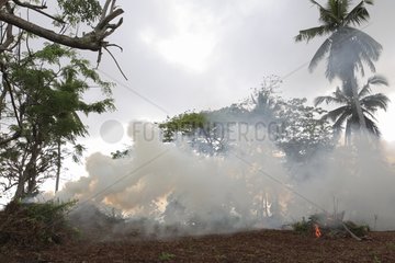Deforestation and slash and burn agriculture in Mayotte