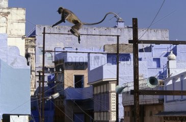 Entelle de l'Inde sautant de toit en toit Jodhpur Inde