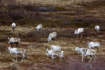 Caribous in polar tundra in spring Norway