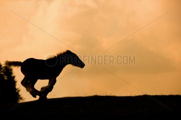 Comtois foal galloped at dusk Franche-Comte France