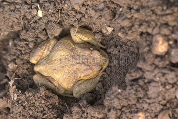 Toad camouflaging themselves in the earth