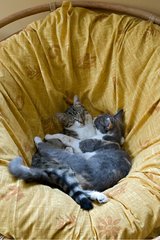 Cats sleeping together on a couch