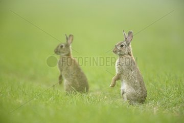 Versuch europÃ¤ischer Kaninchen in Burrow Aube Frankreich
