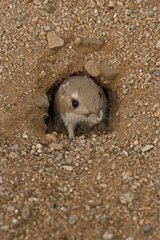 Kangaroo rat at burrow's entrance Arizona