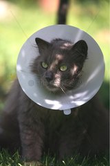 Portrait of a cat with a ruffle after an operation