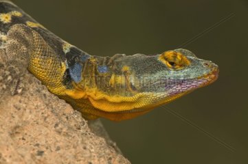 Portrait of a San Lucan Rock Lizard USA