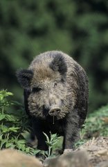 Portrait of a Wild boar in a wood in Belgium