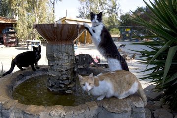 Katzen  die in einem Brunnen in einem Heiligtum für Katzen Zypern trinken
