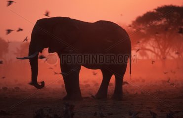 African elephant Chobe NP