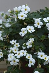 BACOPA COLOSSAL WHITE