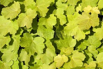 Foliage of Maple with sheets of orbier the Alpes-Maritimes