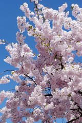 Cerisier a fleurs