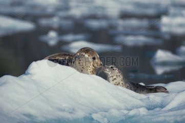 Phoque veau marin sur banquise Le Conte Glacier Alaska USA