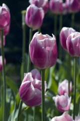 Tulipe triomphe 'Valentine'