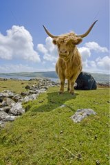 Highland cow grazing on a coastal lawn Scotland