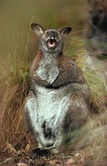 Red-necked Wallaby Tasmania